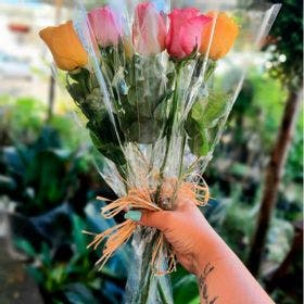 10 Rosas Coloridas (embaladas individualmente cada)