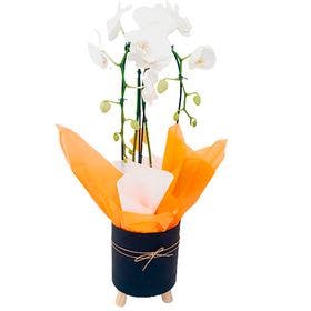 Orquídea Branca Cachepo especial