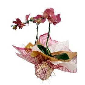 Orquídea para Presente