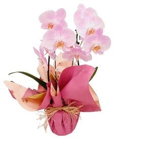 Orquídea Embalada