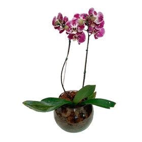 Orquídea rosa no Aquario