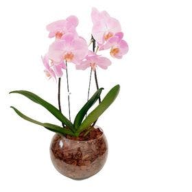 Orquídea em Vaso Especial