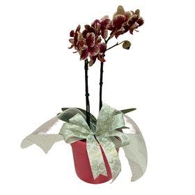 Orquídea em Vaso Especial